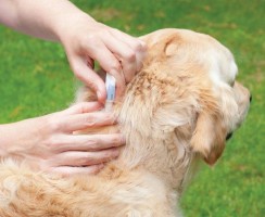 Как вывести блох у собак: специальные и народные средства