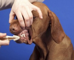 Как чистить зубы собаке в домашних условиях: пошаговые рекомендации