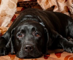 Что такое синдром Кушинга у собак: лечение, диагностика