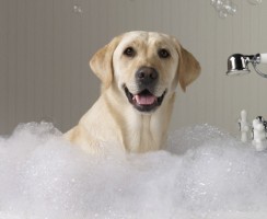 Как выбрать шампунь для собак: основные критерии