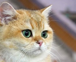 Конъюнктивит у кошек: лечение, виды, причины и симптомы