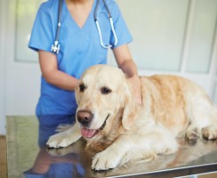 Дисплазия тазобедренных суставов у собак: диагностика, лечение и прогнозы