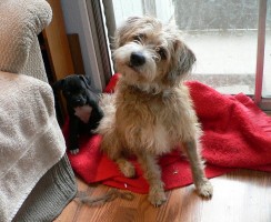 Недержание мочи у собаки: причины, лечение, профилактика