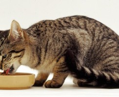 Eukanuba: Корм для кошек высочайшего качества