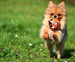 Померанский шпиц (фото): задорный малыш и безгранично преданный друг