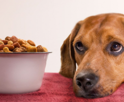 Как выбрать лучший корм для вашего щенка