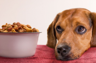 Как выбрать лучший корм для вашего щенка