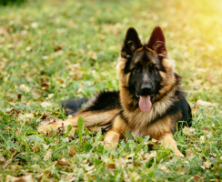 Рацион для немецкой овчарки: как учесть особенности породы