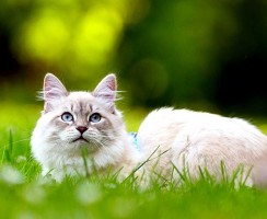 Сибирская кошка (фото): ласковый пушистик с королевским характером