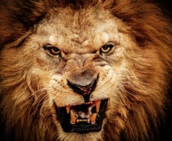 Тест: на какое животное вы похожи, когда злитесь