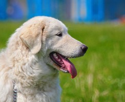 Мареммо-абруццкая овчарка (фото): воплощение чистой силы и преданности