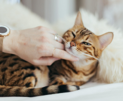 Как правильно кормить кошку при мочекаменной болезни