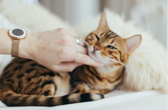 Как правильно кормить кошку при мочекаменной болезни