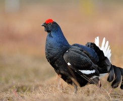 Тетерев (фото): Настоящий пижон из лесостепи