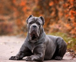 Собака кане корсо (фото): верный друг и защитник, который всегда рядом