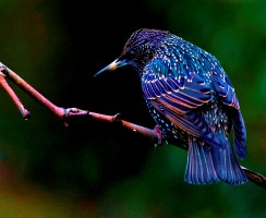 Скворец (фото): Истинный вестник весны