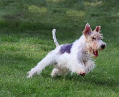 Фокстерьер – жизнерадостный пес для любителей активности