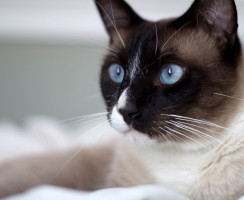 Порода кошек сноу-шу (фото): Кошачья аристократия в ореховых тонах