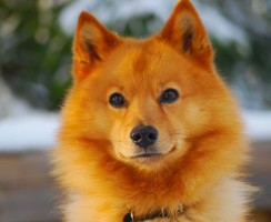 Карело-финская лайка (фото): грациозный и ловкий охотник