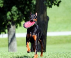 Доберман-пинчер (фото): всё об особенностях беззаветно преданной хозяину породы