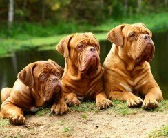 Бордоский дог: надежный защитник, веселый компаньон