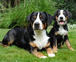 Большой швейцарский зенненхунд (фото): Собака, всегда готовая прийти на помощь