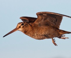 Вальдшнеп (фото): Пестрый лесной обитатель