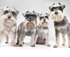 Миттельшнауцер (фото): озорной и бесстрашный непоседа