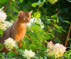 Абиссинский кот (фото): священное животное фараонов в вашем доме