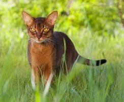 Абиссинская кошка (фото): ум, грация и любознательность