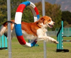 Аджилити для собак: игра, за которую положен приз