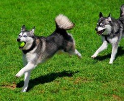 Аляскинский кли-кай (фото): мини-хаски с характером шпица