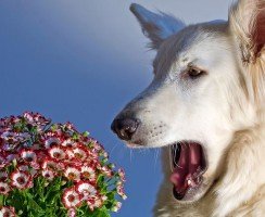 Аллергия у собак: лечение должно быть грамотным!