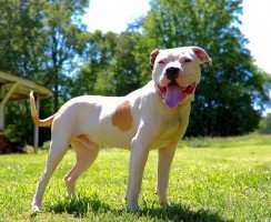 Бойцовские собаки (фото): сочетание силы и преданности