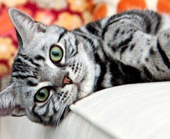 Американская короткошерстная кошка (фото): кошачий долгожитель