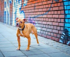 Собака питбуль (фото) — благородный лев в собачьей шкуре