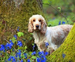 Английский кокер-спаниель (фото) – обаятельный охотник и веселый компаньон