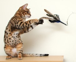 Игрушки для кошек своими руками: От самых простых до интерактивных