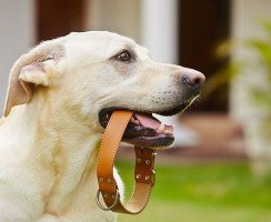 Ошейник от клещей для собак: какой лучше?