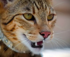 Ашера (фото): Самая большая и «дикая» домашняя кошка