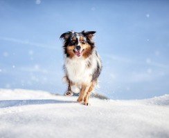 Австралийская овчарка (фото): красота, ум и преданность