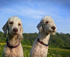 Бедлингтон-терьер (фото): собака в овечьей шкуре