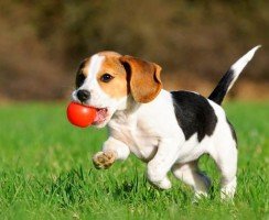 Бигль щенки (фото): грамотный уход за милыми непоседами