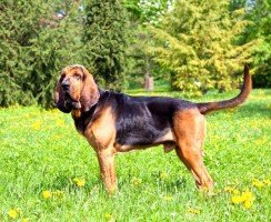 Бладхаунд (фото): верный и преданный друг с благородными манерами