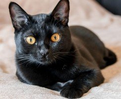 Бомбейская кошка (фото): домашняя пантера в миниатюре