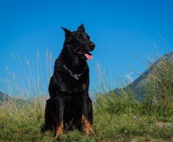 Босерон (фото): неподкупный ангел-хранитель для семьи и идеальный пастух