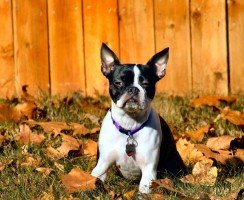 Бостон-терьер (фото): кипучая энергия и искренняя преданность