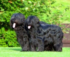 Бриар (фото): особенности удивительной овчарки из Франции