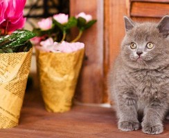 Британские котята – забавные малыши благородных кровей: правила ухода