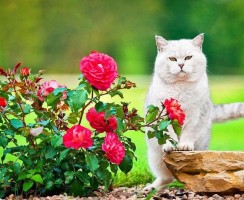 Британские коты (фото): плюшевая мягкость и королевское благородство